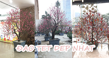 bannerdaotetdepnhat